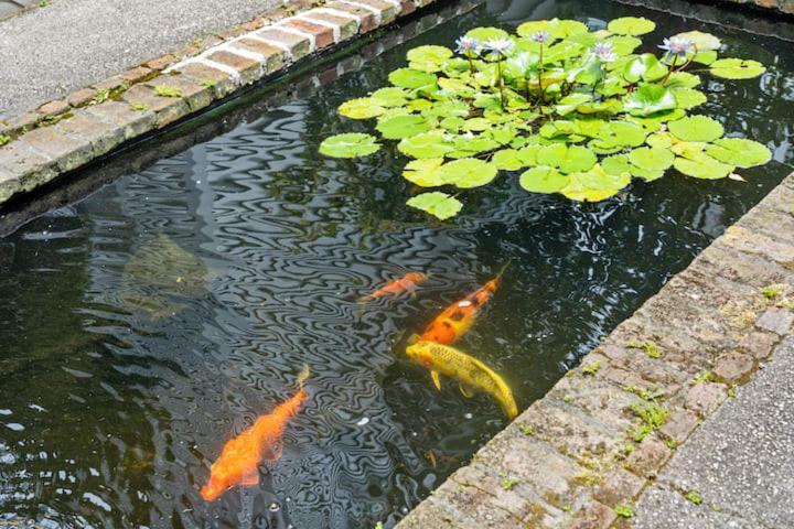 Serene Cottage With Beautiful Garden And Heated Pool Charleston Eksteriør billede